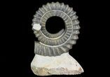 Devonian Ammonite (Anetoceras) - Morocco #64457-1